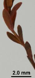 Hypericum minutiflorum leaves with ruddy flush.
 © Landcare Research 2010 